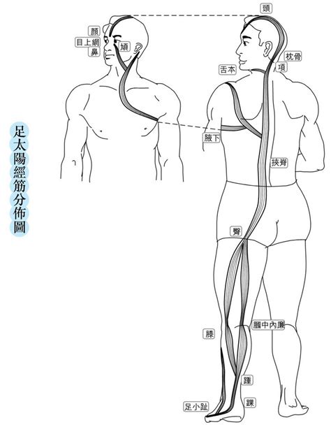 經筋圖